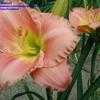 Thumbnail #2 of Hemerocallis  by frstbrn24