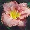 Thumbnail #1 of Hemerocallis  by fearneyhough