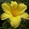 Thumbnail #4 of Hemerocallis  by DaylilyDiva219