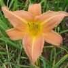 Thumbnail #3 of Hemerocallis  by patience888