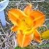 Thumbnail #3 of Hemerocallis  by cbrandenburg