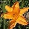 Thumbnail #5 of Hemerocallis  by DaylilySLP