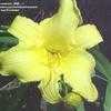 Thumbnail #2 of Hemerocallis  by swoznick