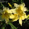 Thumbnail #5 of Hemerocallis  by cattjovi