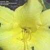 Thumbnail #3 of Hemerocallis  by swoznick