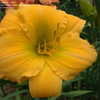 Thumbnail #4 of Hemerocallis  by DaylilySLP