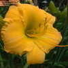 Thumbnail #5 of Hemerocallis  by DaylilySLP