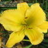 Thumbnail #3 of Hemerocallis  by alicewho