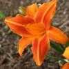 Thumbnail #1 of Hemerocallis  by Texas_Doodlebug