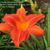 Thumbnail #2 of Hemerocallis  by Texas_Doodlebug