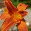 Thumbnail #4 of Hemerocallis  by daryl