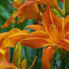 Thumbnail #5 of Hemerocallis  by Mrs_Ed