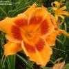 Thumbnail #3 of Hemerocallis  by daylily970