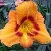 Thumbnail #4 of Hemerocallis  by 12344