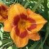 Thumbnail #5 of Hemerocallis  by DaylilySLP