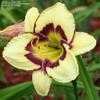 Thumbnail #4 of Hemerocallis  by carolann