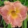 Thumbnail #4 of Hemerocallis  by patience888