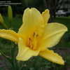 Thumbnail #2 of Hemerocallis  by DaylilySLP