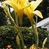 Thumbnail #4 of Hemerocallis  by daredevil