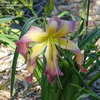 Thumbnail #5 of Hemerocallis  by Marilynbeth