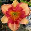 Thumbnail #4 of Hemerocallis  by turektaylor