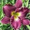 Thumbnail #3 of Hemerocallis  by Calif_Sue