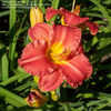 Thumbnail #4 of Hemerocallis  by Bubbeez