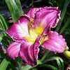 Thumbnail #4 of Hemerocallis  by Hemental