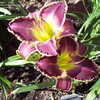 Thumbnail #3 of Hemerocallis  by Lyle627