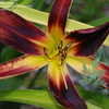 Thumbnail #3 of Hemerocallis  by jessmerritt