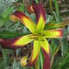 Thumbnail #4 of Hemerocallis  by vossner