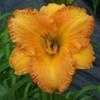 Thumbnail #3 of Hemerocallis  by carolann