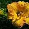 Thumbnail #2 of Hemerocallis  by carolann