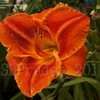 Thumbnail #2 of Hemerocallis  by DaylilySLP