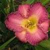 Thumbnail #1 of Hemerocallis  by Tree_Climber