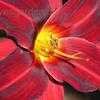 Thumbnail #2 of Hemerocallis  by Songbird839