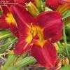 Thumbnail #4 of Hemerocallis  by DaylilySLP