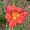 Thumbnail #3 of Hemerocallis  by Charlotteda