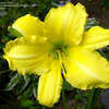 Thumbnail #4 of Hemerocallis  by DaylilyDiva219