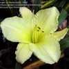 Thumbnail #2 of Hemerocallis  by Sherlock221