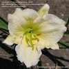 Thumbnail #5 of Hemerocallis  by smokeysgardens