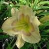 Thumbnail #3 of Hemerocallis  by Joy