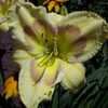 Thumbnail #2 of Hemerocallis  by sarajute