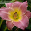 Thumbnail #5 of Hemerocallis  by Bubbeez