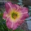 Thumbnail #4 of Hemerocallis  by friscoflora