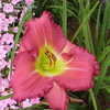 Thumbnail #2 of Hemerocallis  by dfa