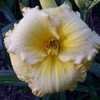 Thumbnail #2 of Hemerocallis  by Hemental