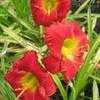 Thumbnail #2 of Hemerocallis  by Calif_Sue