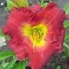 Thumbnail #3 of Hemerocallis  by patience888