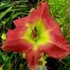 Thumbnail #4 of Hemerocallis  by turektaylor